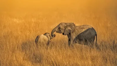 Baby and juvenile elephants in Amboseli National Park in Kenya