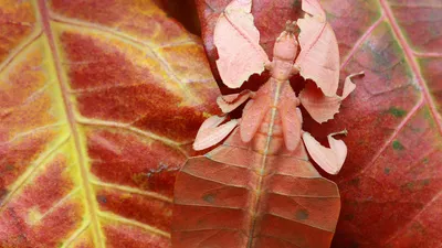 Leaf insect, Indonesia