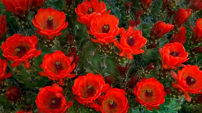 Claret cup cactus, Guadalupe Mountains National Park, Texas
