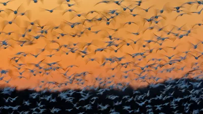 Greater snow geese at Montezuma National Wildlife Refuge, New York