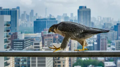 A peregrine falcon surveys the concrete canyons of Chicago