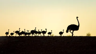 Ostrich with chicks in Western Cape, South Africa