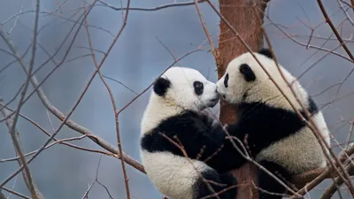 Giant panda cubs in the Wolong National Nature Reserve, China