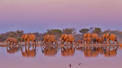 At Kruger National Park, South Africa, for World Elephant Day
