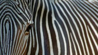 Close-up view of an endangered Grévy's zebra