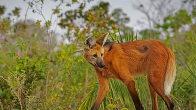 Maned wolf in Piauí State, Brazil