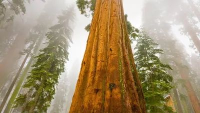 Giant sequoia trees in Sequoia National Park, California. The park turns 128 today.
