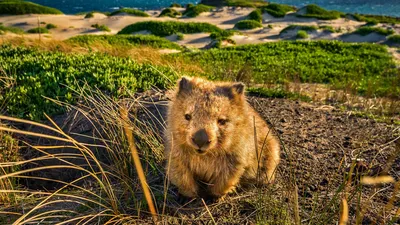 A common wombat at Point Lesueur on Maria Island in Tasmania, Australia