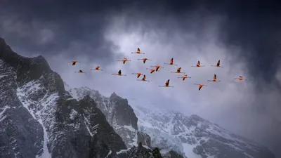 Chilean flamingos in Torres del Paine National Park, Chile