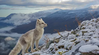 An Arctic fox in Dovrefjell, Norway
