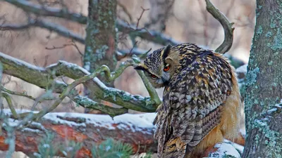 An eagle-owl in Helsinki for Finland's Independence Day