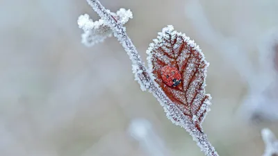 A ladybug hibernates in Tewin, England