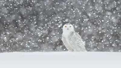 Snowy owl