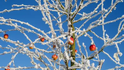 On Pie Day, an apple tree in winter