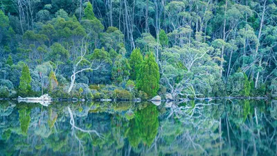 Lake Dobson in Mount Field National Park of Tasmania