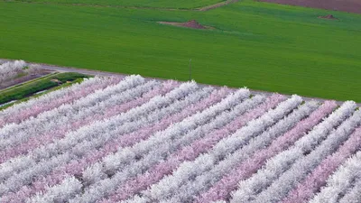 Almond orchards in bloom, Sacramento Valley, California