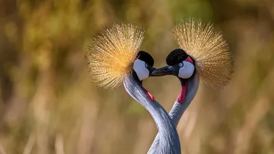 Grey crowned cranes forming a heart