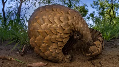 Ground pangolin at Gorongosa National Park, Mozambique