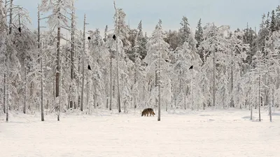 Gray wolf with flock of ravens in Finland