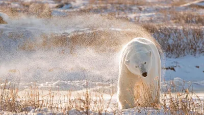 Polar bear in Hudson Bay, Canada
