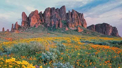 Wildflowers in bloom at Lost Dutchman State Park in Arizona