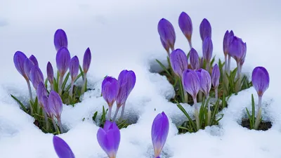Crocus flowers