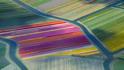 Tulip fields in the Duin- en Bollenstreek region for the Amsterdam Tulip Festival