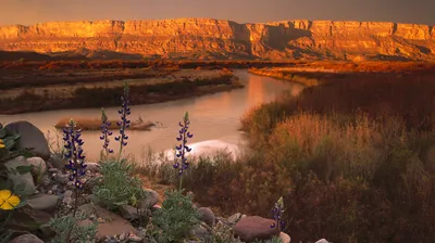 Elephant walking in the Okavango River, Botswana