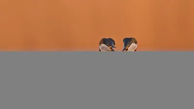 Red-necked grebes in Germany