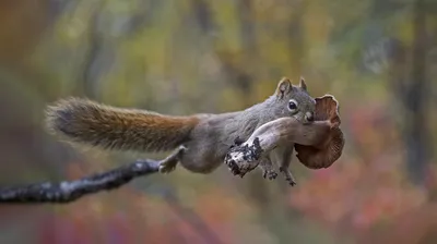 Red squirrel carrying a mushroom