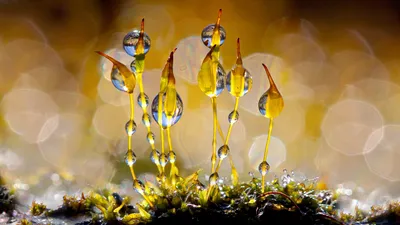 Wall screw-moss glistening with water droplets, Netherlands