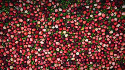 Cranberry bog