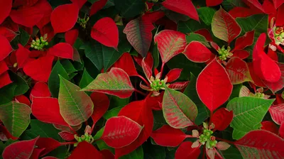 Poinsettia plants