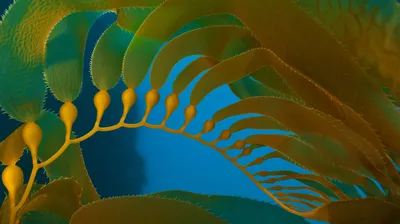 Giant kelp in the Channel Islands National Marine Sanctuary, California