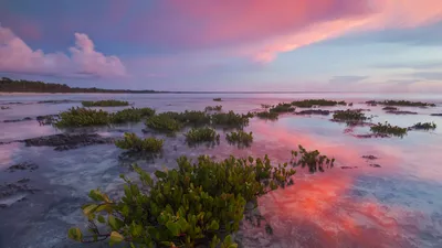 Red mangrove tree seedlings in Guanahacabibes National Park, Cuba