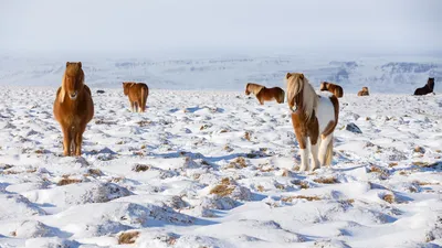 Icelandic horses standing in a field, Iceland