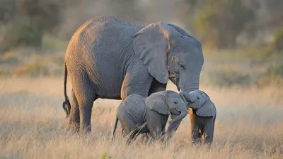 Elephant family in Amboseli National Park, Kenya