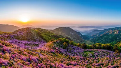 Royal azaleas in bloom on Hwangmaesan Mountain, South Korea