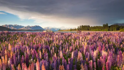 Rapa Valley in Sarek National Park, Sweden