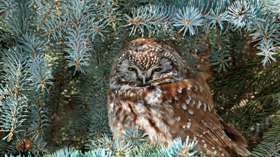 SantaPark in Rovaniemi, Lapland, Finland