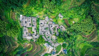 杨家塘村茶园，松阳县，中国