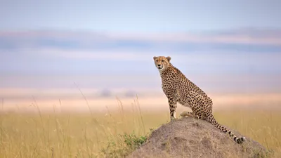 马赛马拉国家保护区的猎豹, 纳罗克, 肯尼亚