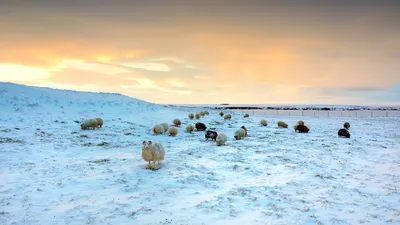 绵羊在雪地里吃草，冰岛