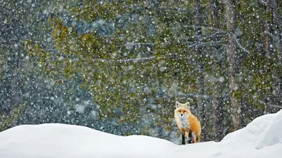 一只红狐狸站在雪地里，大提顿国家公园，怀俄明州，美国