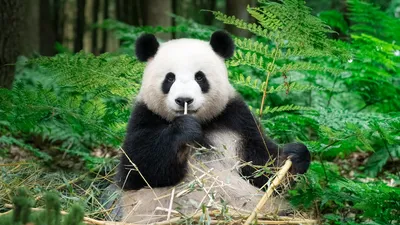 正在吃竹子的大熊猫，中国